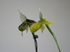 Paphiopedilum 